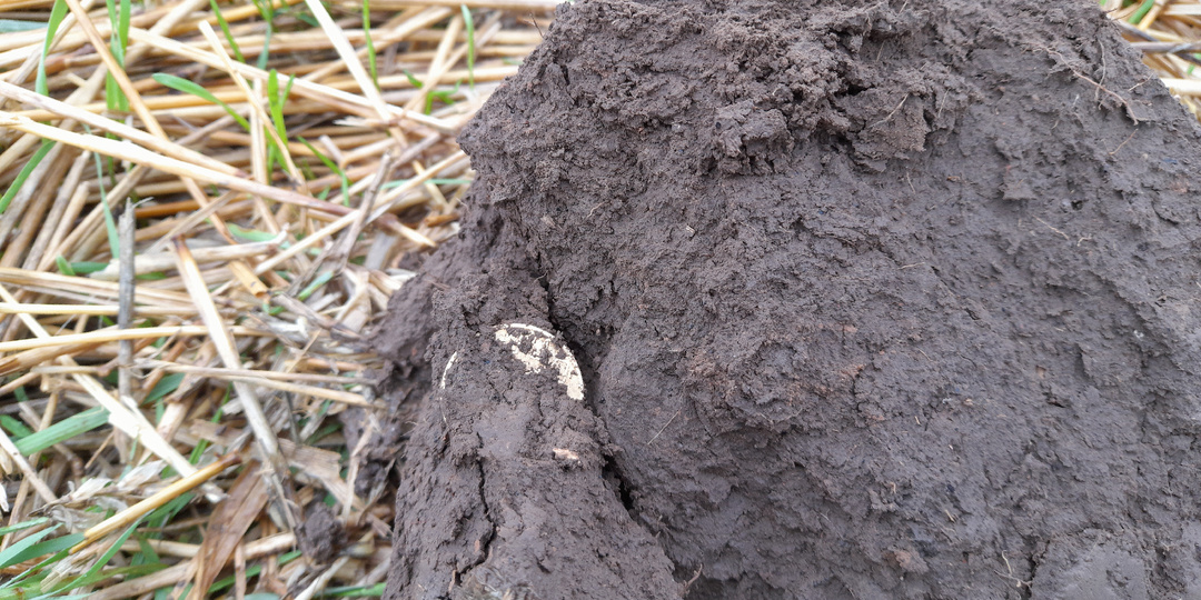 Коп на поле после дождя.