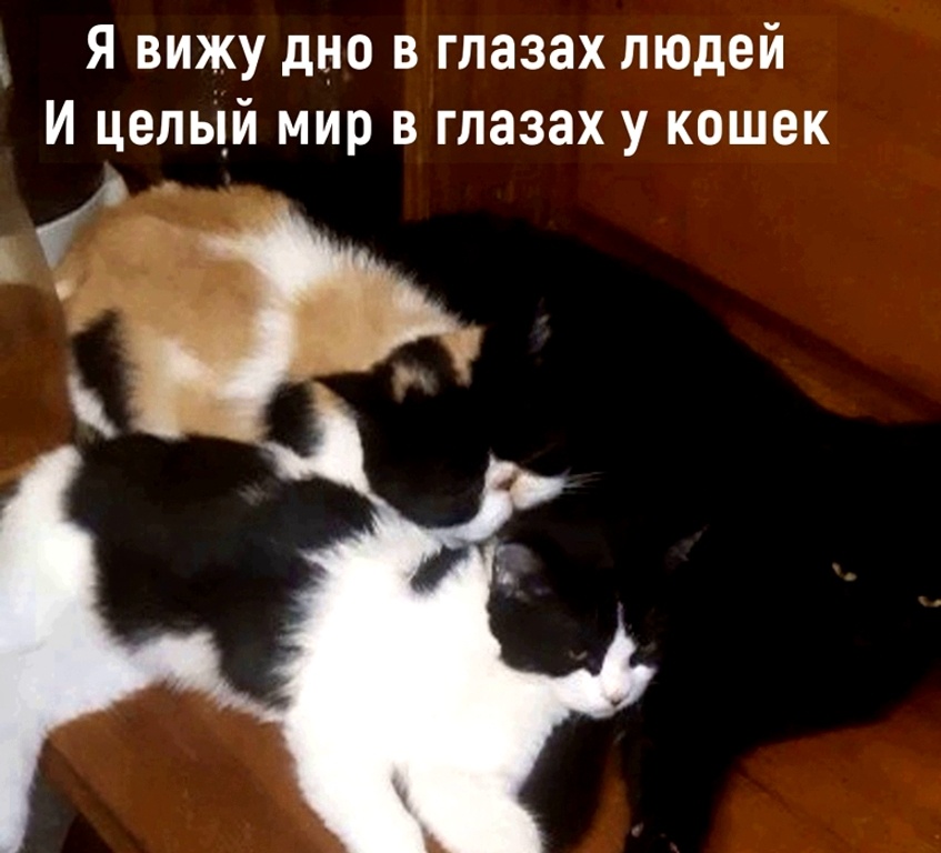 Мои любимые хвостики