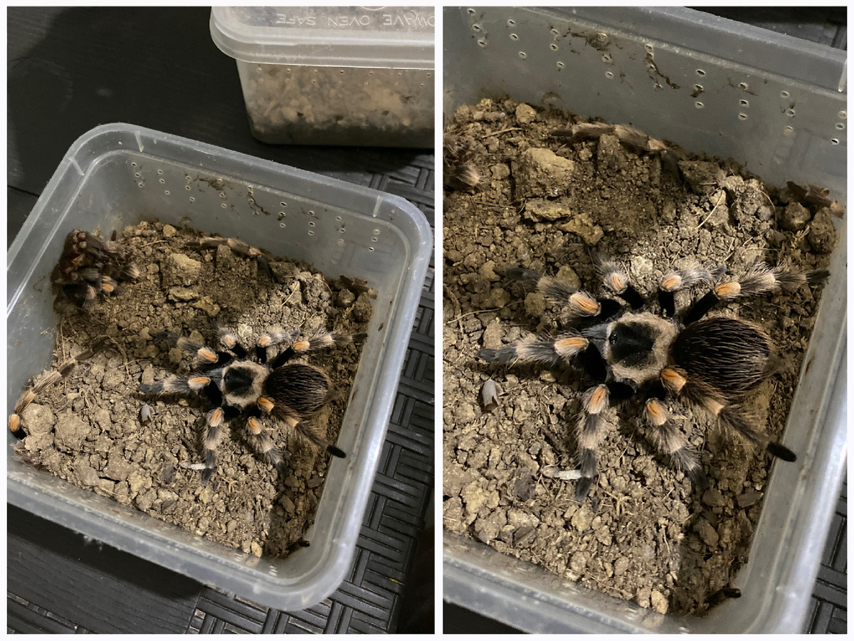 Фото тарантулов в коробке.