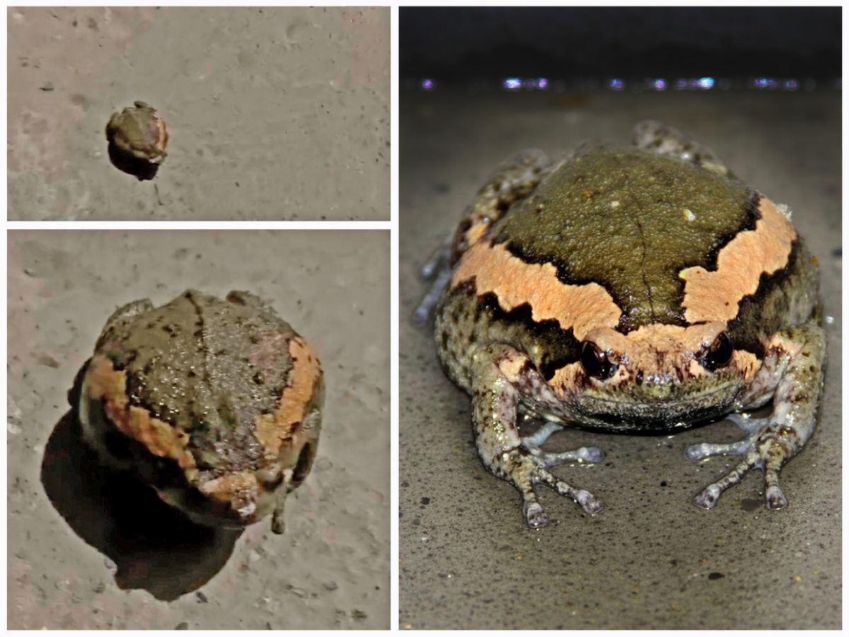 Фото лягушки или жабы.