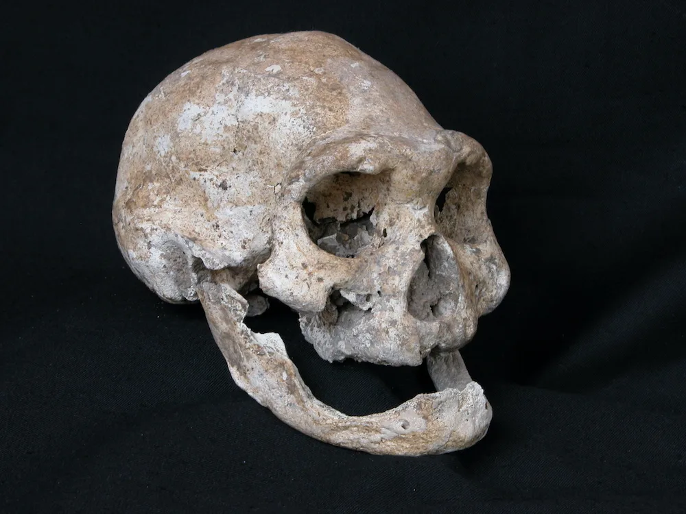 Череп (Dmanisi D3444/D3900 (Skull 4))