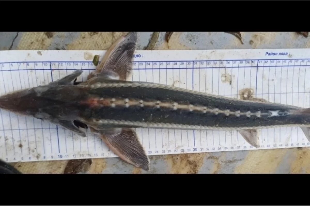    В Азовском море впервые с начала XX века заметили пресноводную рыбу – шип