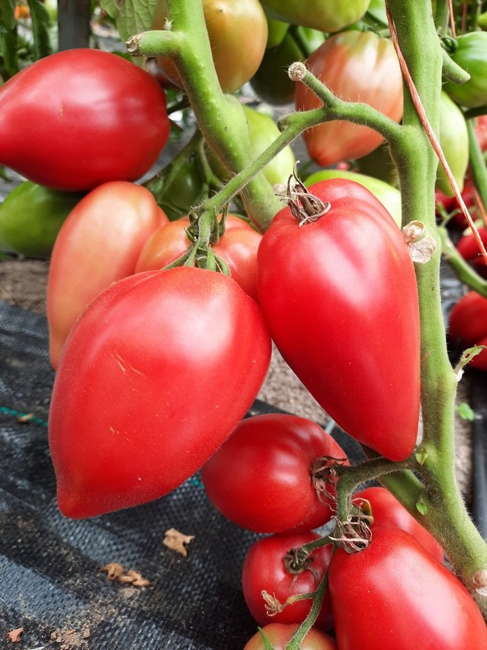 Проверенный сорт томатов - Гном Головорез