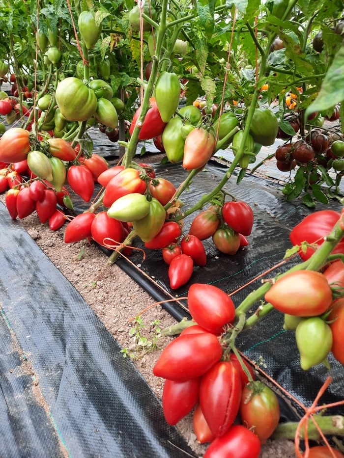 Проверенный сорт томатов - Гном Головорез