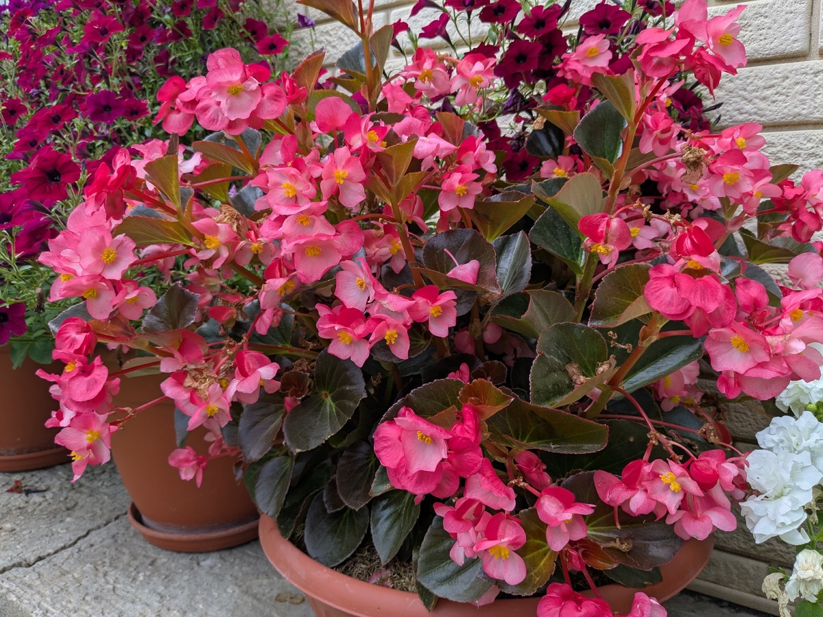 Бегония гибридная F1 BIG DeluXXe Rose Bronze Leaf