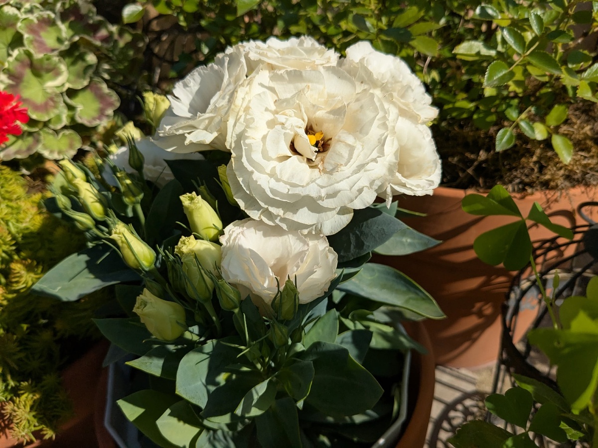 Эустома Rosie F1 White