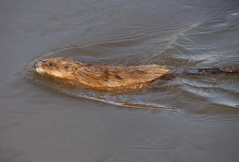 Ондатра. Фото: с сайта