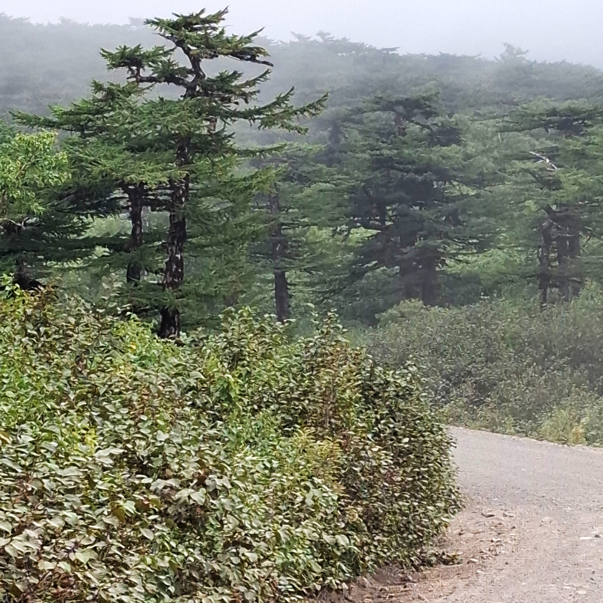 Дорога на Кипящую речку, где проходило наше «сафари». Фото автора.