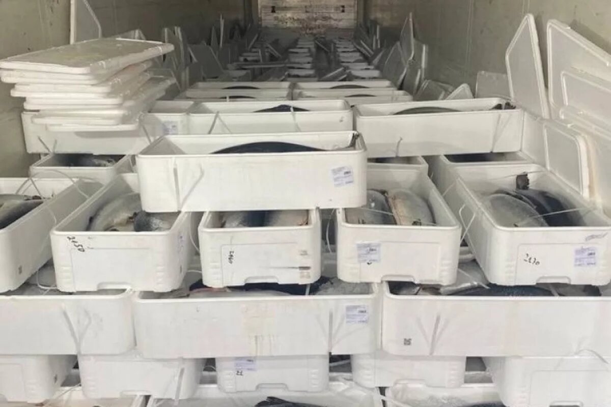    Иностранца оштрафовали за контрабанду рыбы в Псковской области