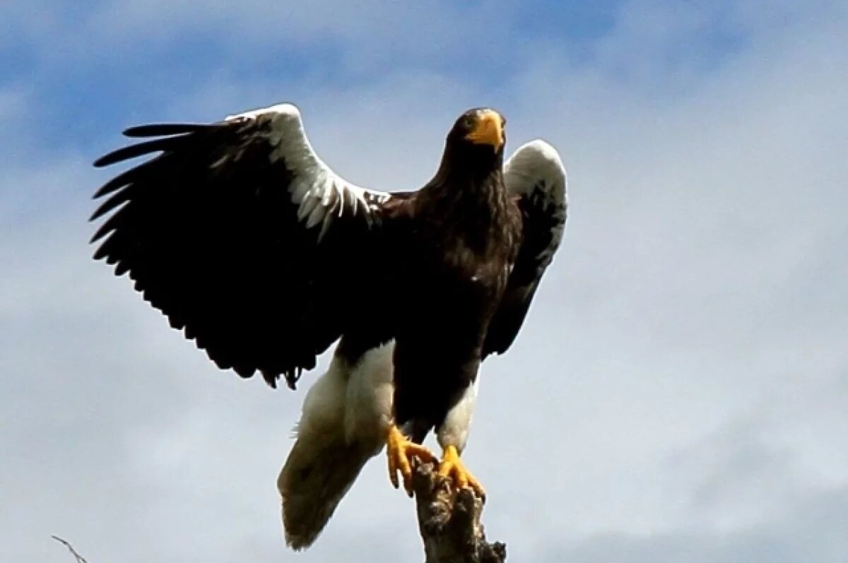    Ястребов, орланов, скопов и аистов защитят в Хабаровском крае от ЛЭП