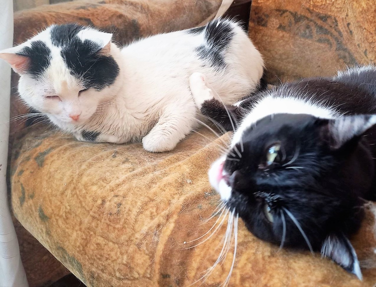 Начальство татушечное)