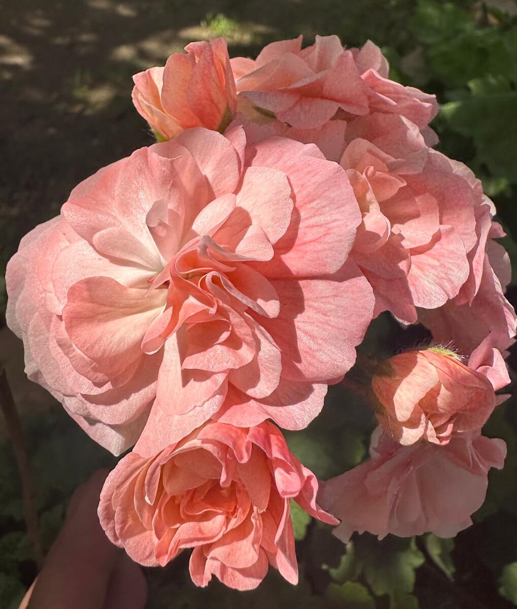 Пеларгония сорт ИВ – Сердечная Тайна