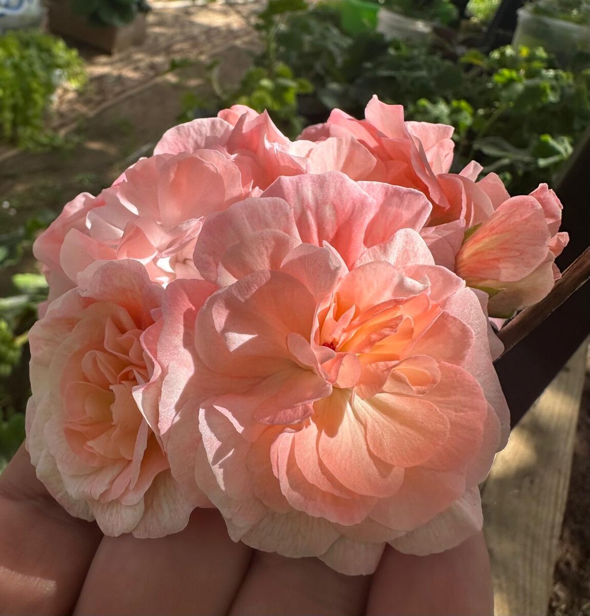 Пеларгония сорт ИВ – Сердечная Тайна