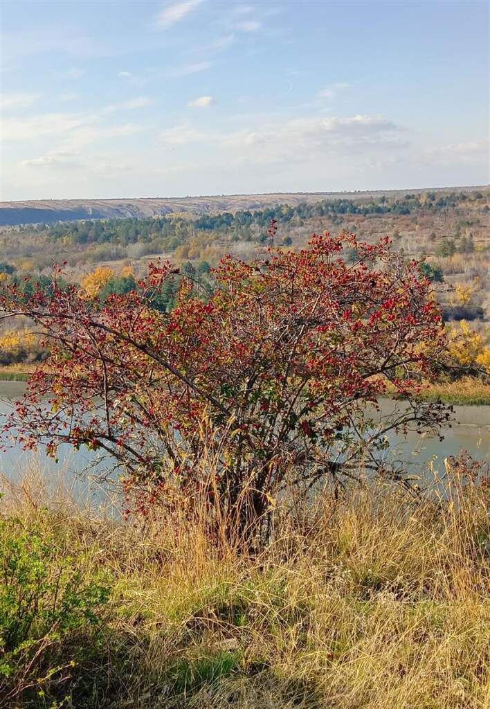   Кажется, куст шиповника у самой воды, но впереди еще долгий спуск. Елена Юрцевич