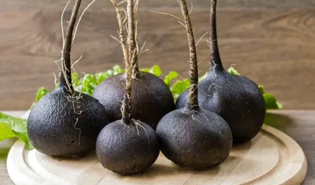 Черная редька.