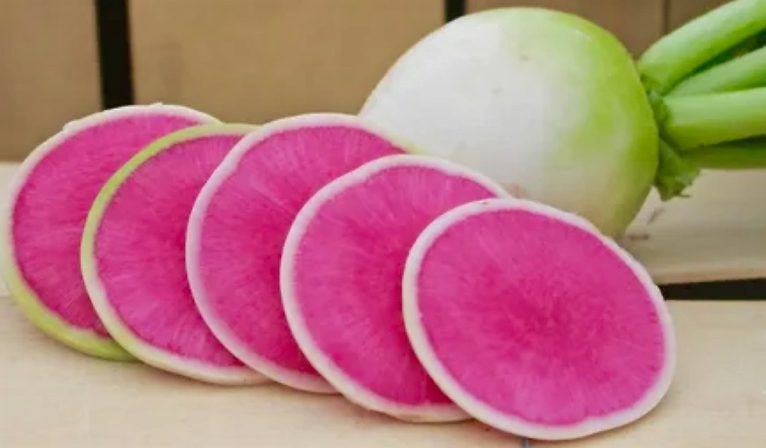 Розовая редька (китайские сорта).