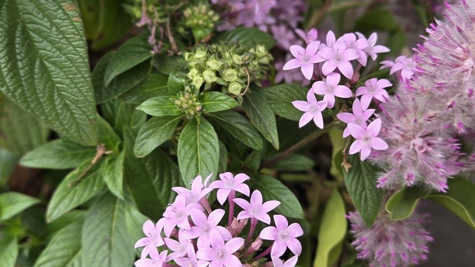 Самые неудачные однолетники сезона 2025.