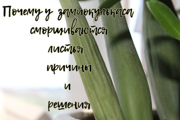 Для обложки