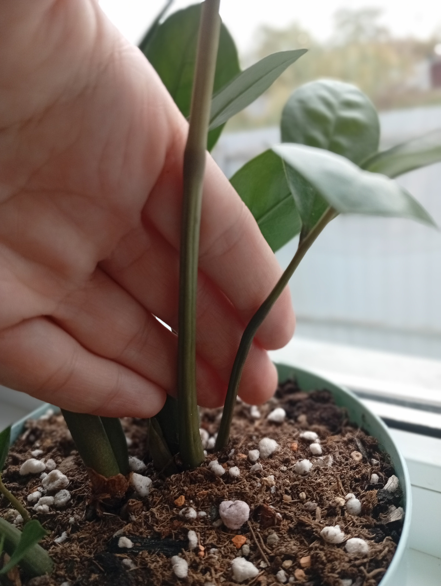 Личный опыт показывает, что я склонна к избыточному поливу большинства растений. Однако к уходу за замиокулькасом я подхожу с особой тщательностью и осторожностью. Режим полива  с ним у меня довольно редкий — возможно, даже слишком. Сегодня я полила  растение до тех пор, пока вода не начала выходить через дренажные отверстия более интенсивно, чем обычно. Я надеюсь, 🤞что такое состояние  связано с недостатком влаги. Тем не менее, я не исключаю и другие возможные причины, как отмершие корни в виду скудного полива. Буду наблюдать за растением и  решать проблемы по мере их поступления.