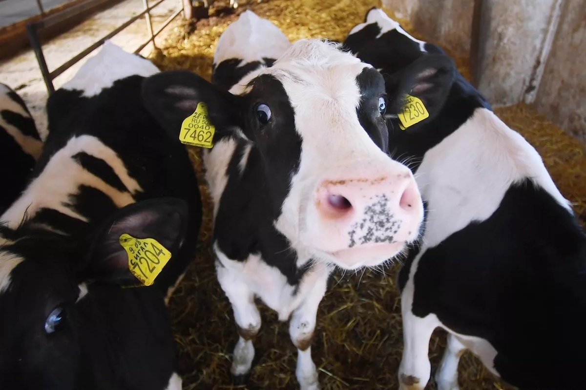    Фото: Евгений Одиноков, источник: ria.ru