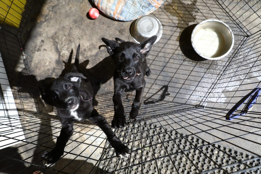    Авторы инициативы считают, что плата позитивно повлияет на проблему бездомных животных