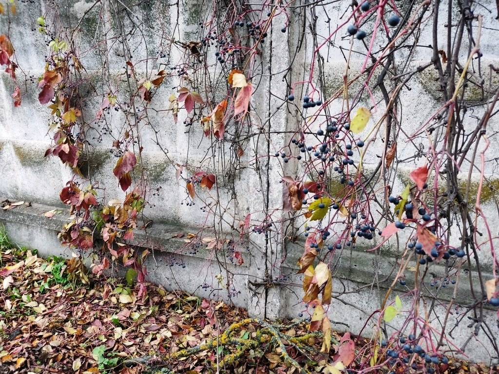 Каждая ягодка — это семена, которые птицы разнесут по всей округе