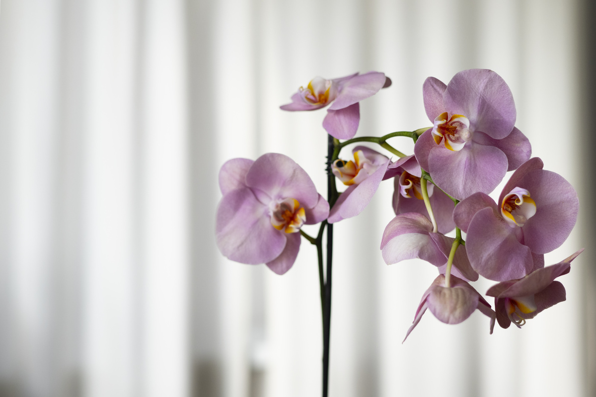    Всем орхидеям в октябре — срочно: капаю всего 3 капли в воду — и очнется даже поникший цветонос