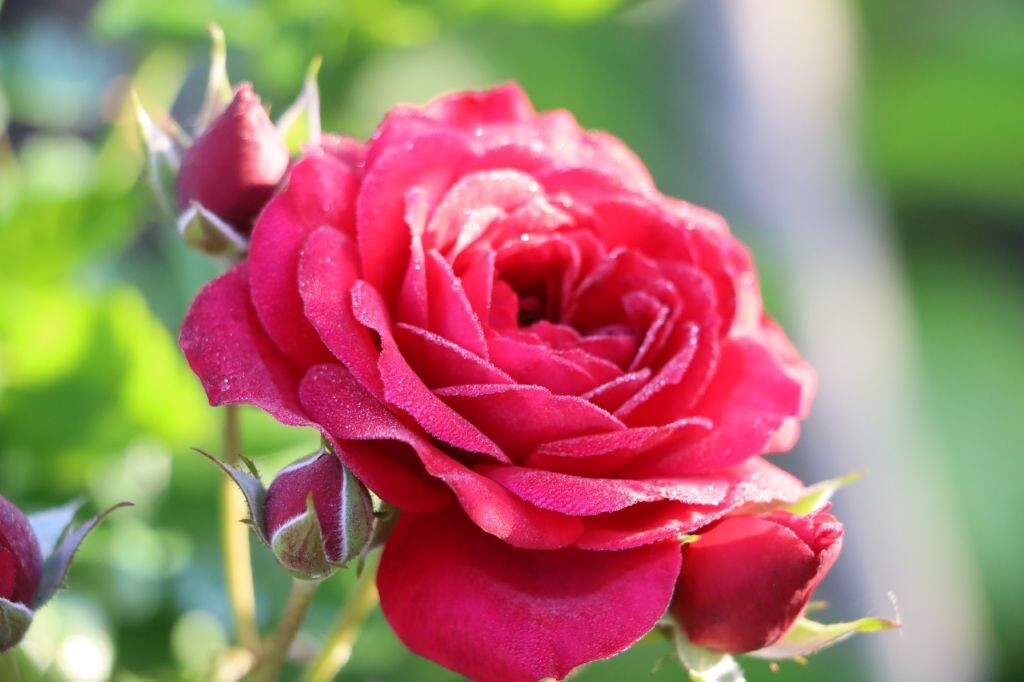 Розы в саду