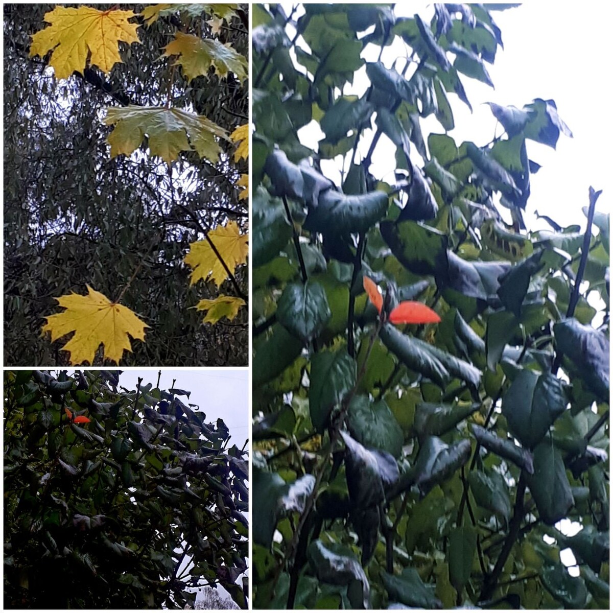 Коллаж автора статьи 24.10.2025г.