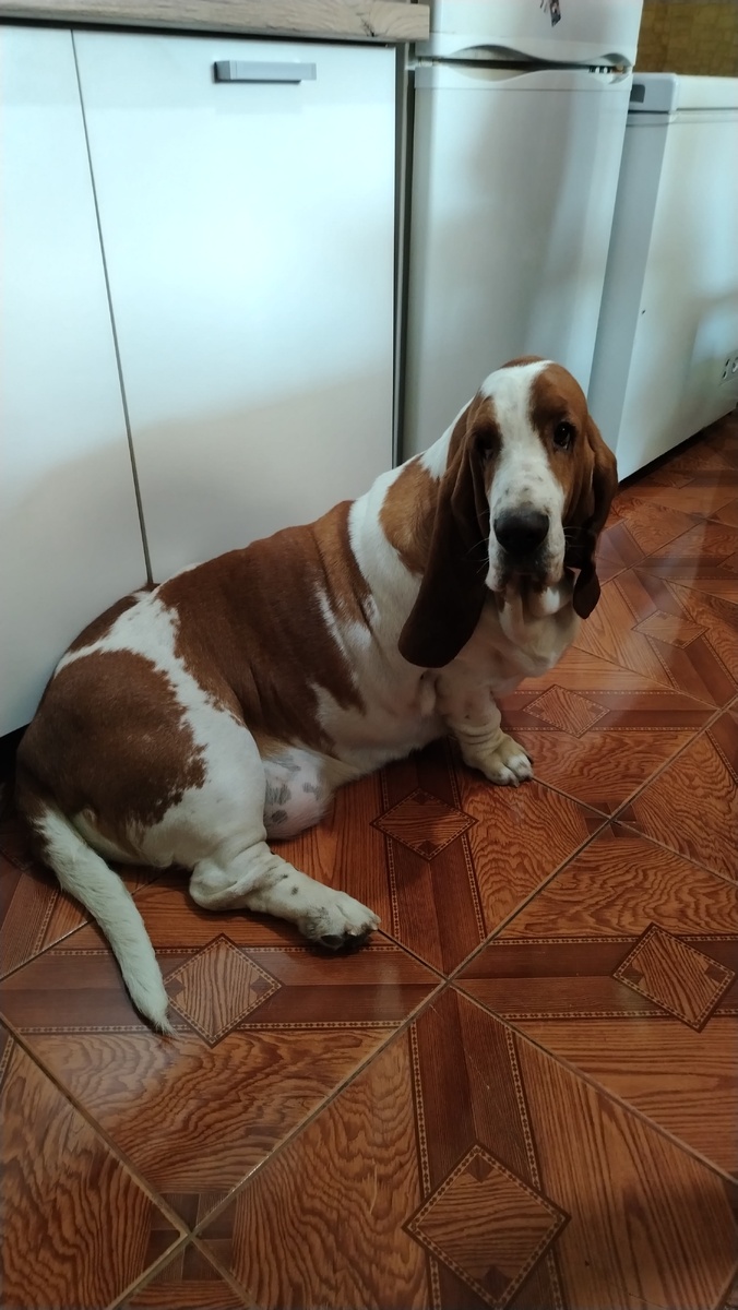 А вот Сонечка тот ещё манипулятор. Всех под себя подогнула шутя. И весь огромный собачье-ветеринарный опыт Олькин расшибся о Сонечкин интеллект. В мелкие дребезги. 