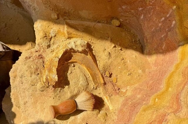    Фото: пресс-служба СПбГУ/ Александр Сизов