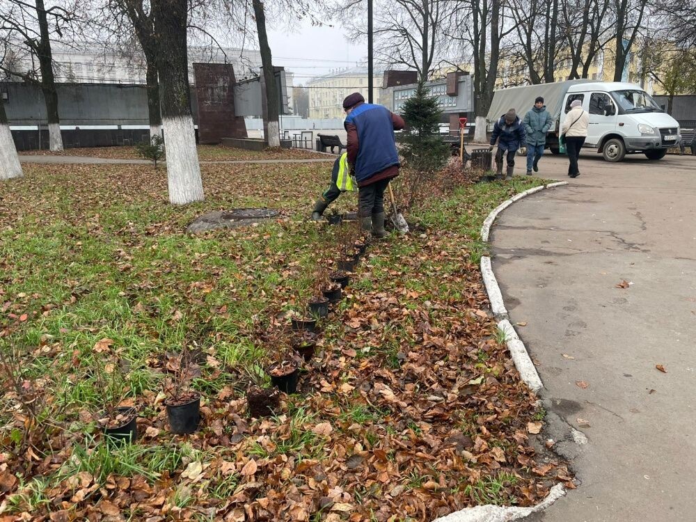    В Кирове высаживают туи и кизильник в сквере на Театральной площади
