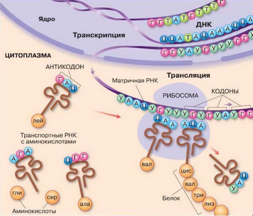 Рис. 1. Транскрипция и трансляция в клетке эукариот.
