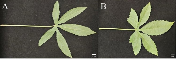    Кенаф усилит позиции на рынке лубяных культур с получением тетраплоидной зародышевой плазмы