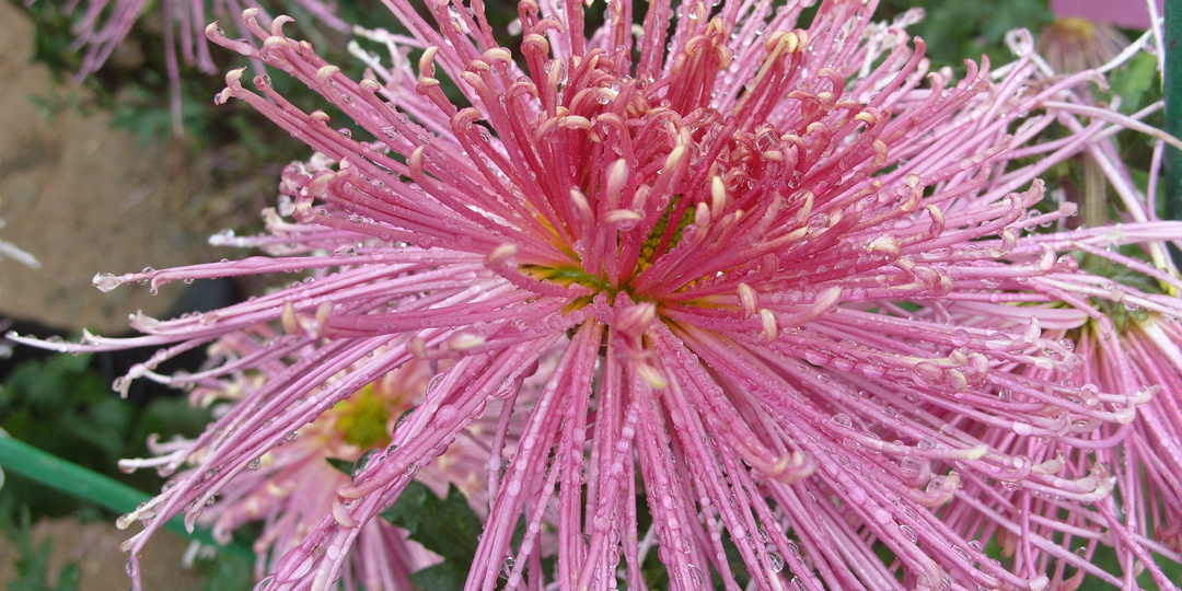 Бал Хризантем в Крыму "Осеннее танго".