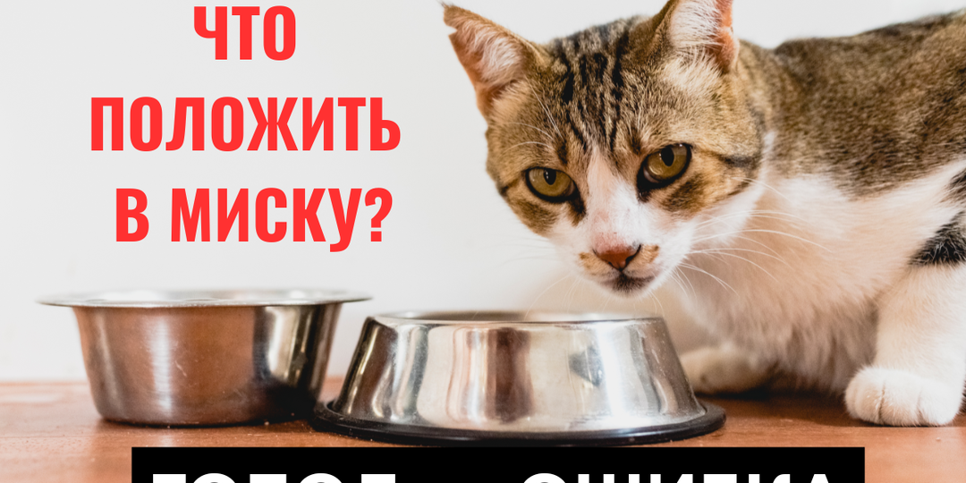 Чем кормить кошку при поносе? «Голод — на пользу» — самый вредный совет