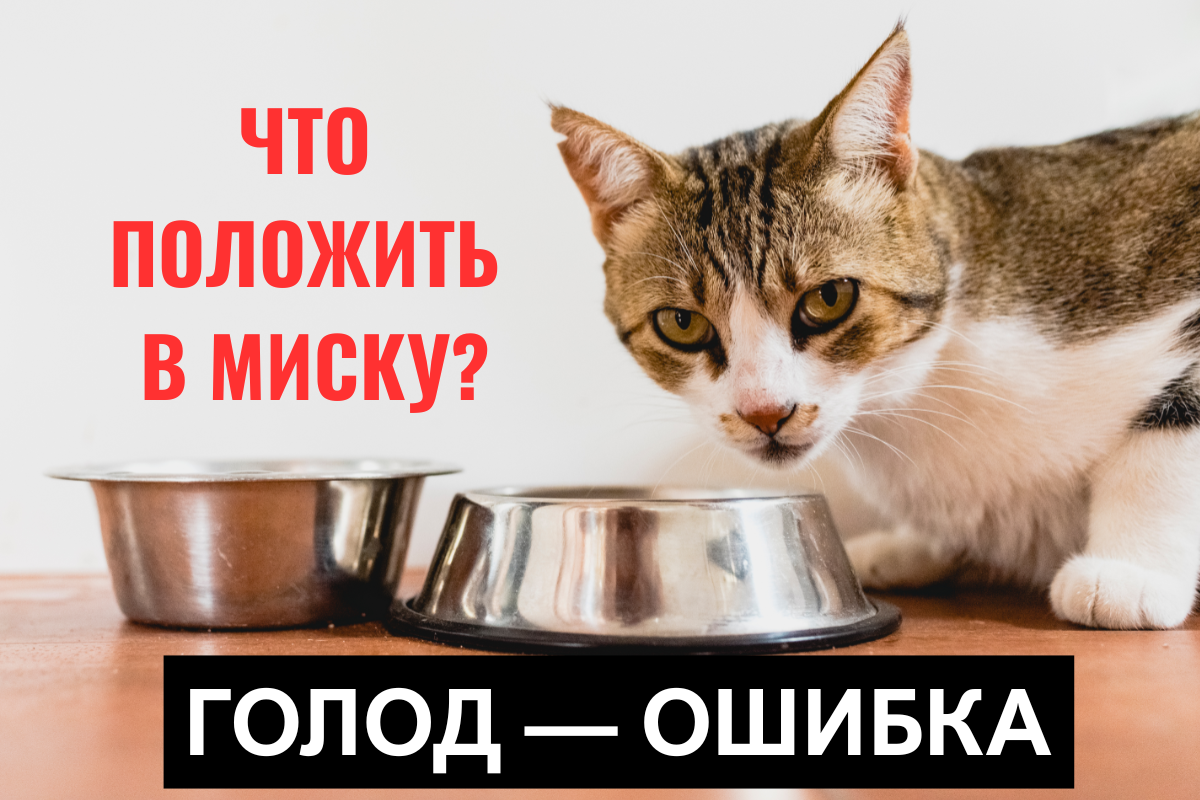 Чем кормить кошку при поносе