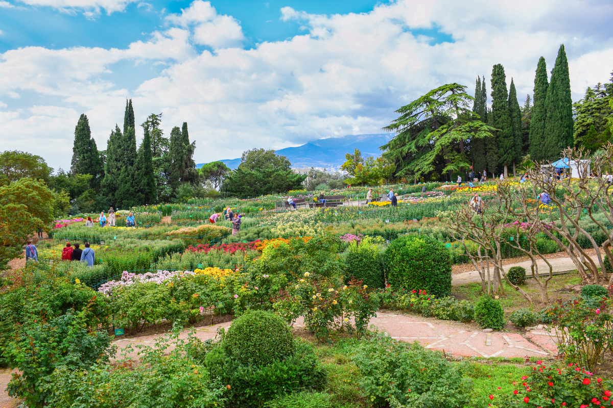 Бал хризантем в Никитском ботаническом саду // Туристический портал Республики Крым, Светлана Мальцева