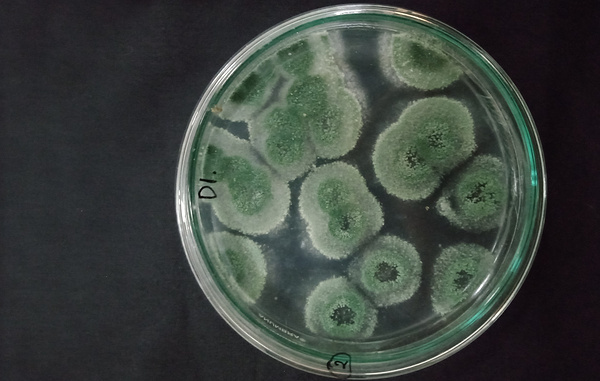    Грибок из рода Metarhizium  Herselfta/Shutterstock/FOTODOM