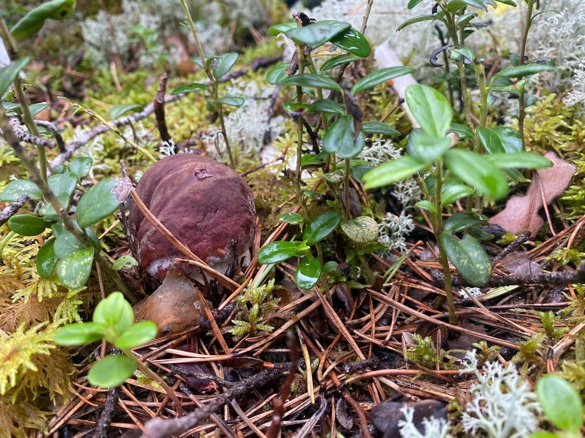    Как найти место в лесу, где грибы растут, как картошка: соберете по 5 ведер всего за час - запомните эти советы