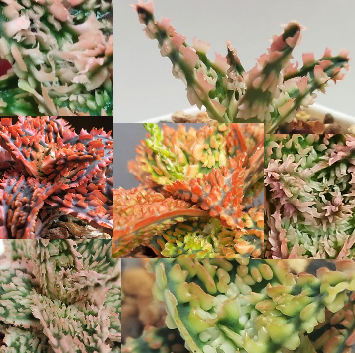 Фото коллаж автора. 