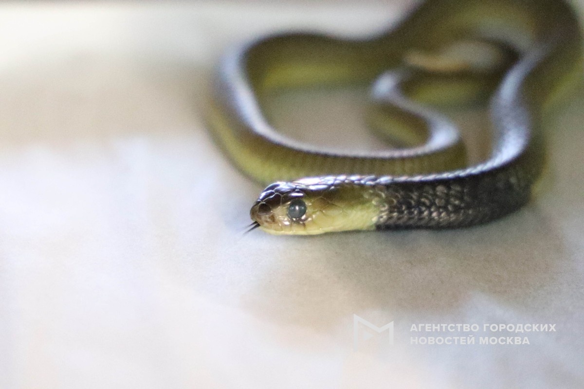 Фото: пресс-служба Московского зоопарка