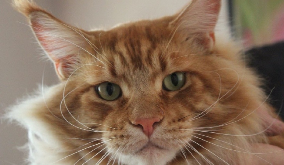 Почему кошки себя кусают