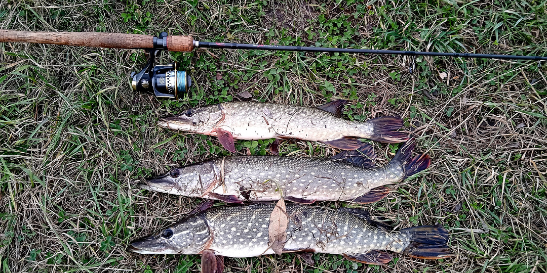 Где осенью прячется щука.