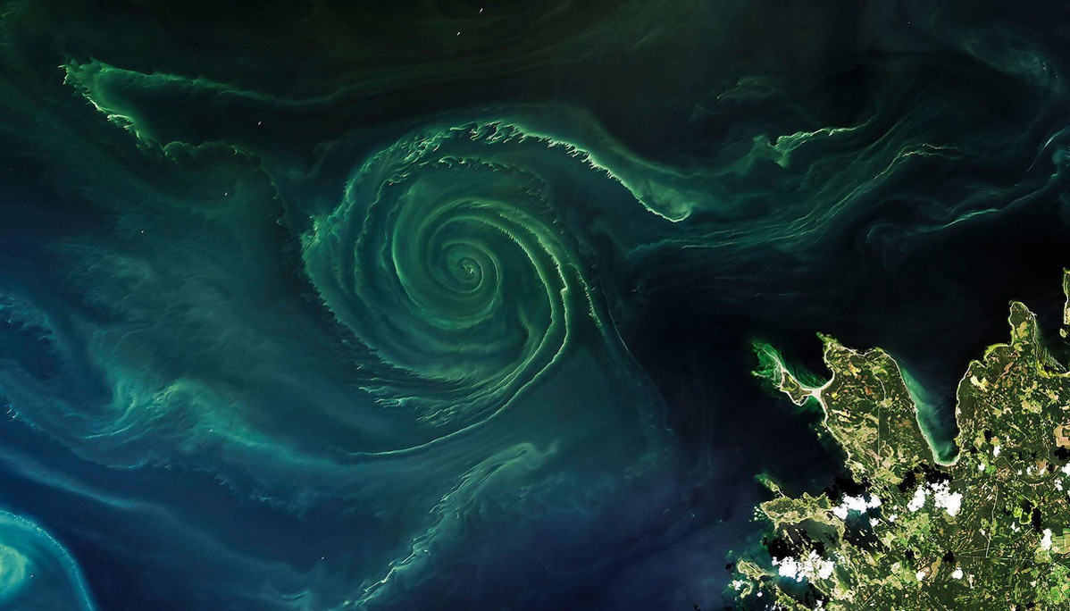 Светящийся фитопланктон в Балтийском море / спутниковое изображение