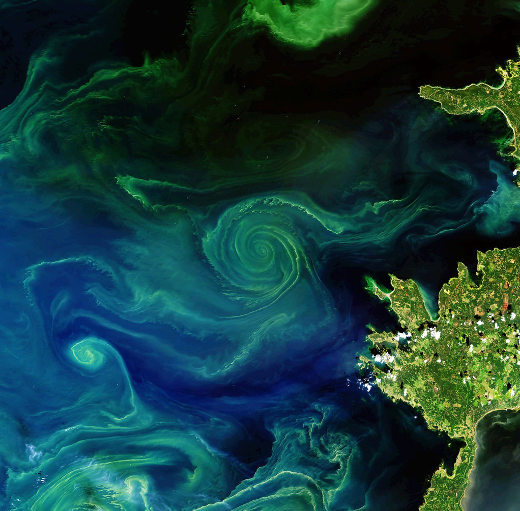 Цветущие вихри в Балтийском море, Финский залив / спутниковое изображение