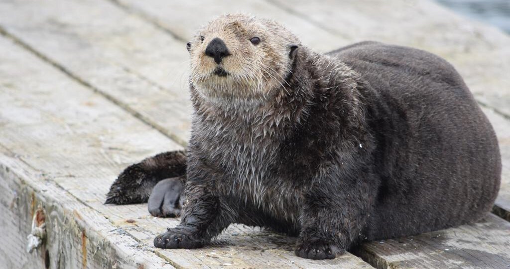 «Угадай, кто это?» — морской зверёк