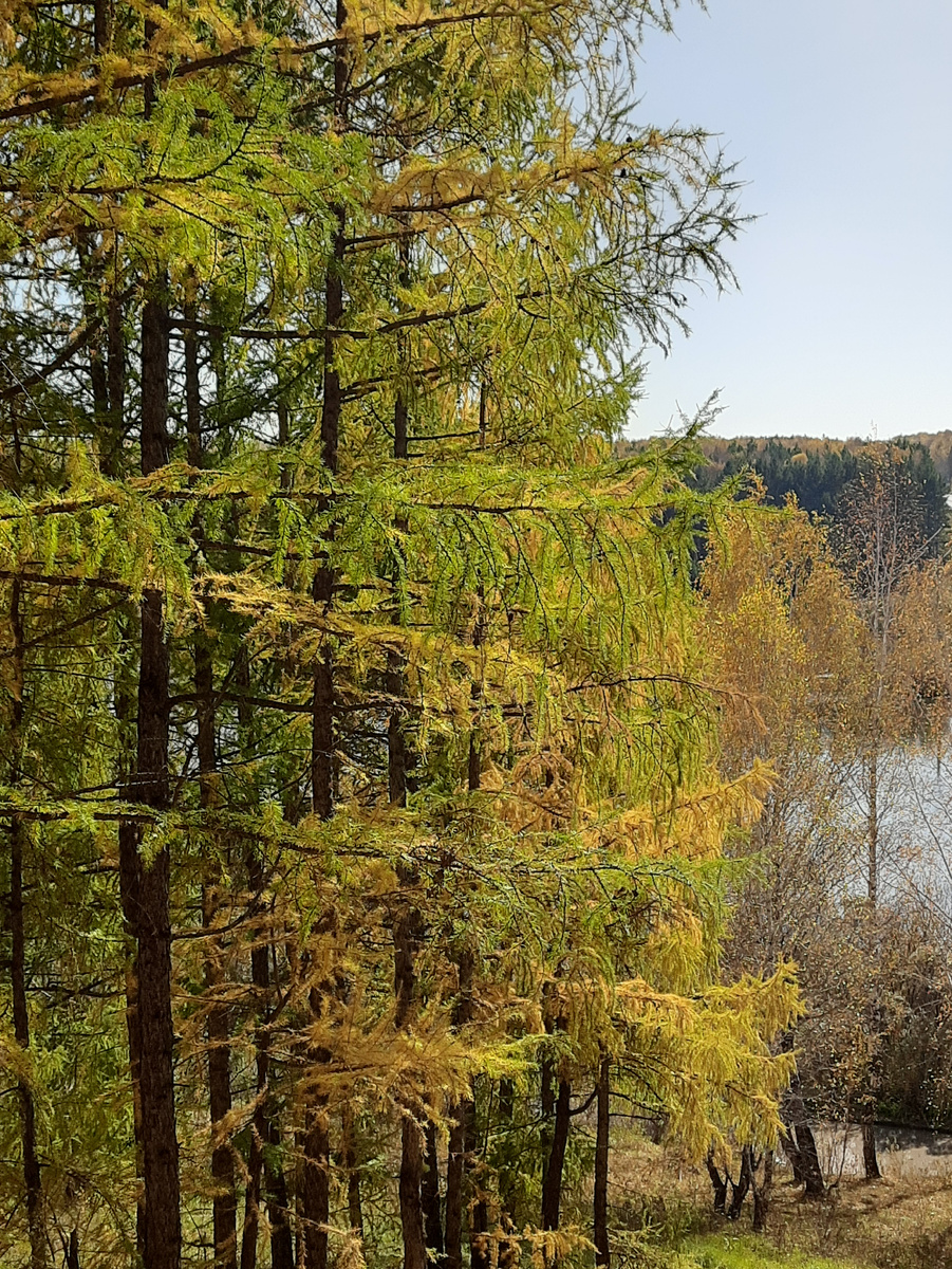 Лиственница