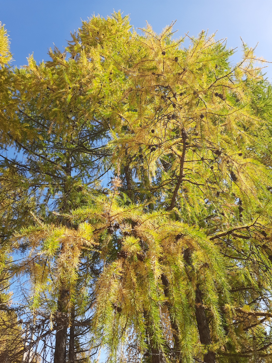 Лиственница