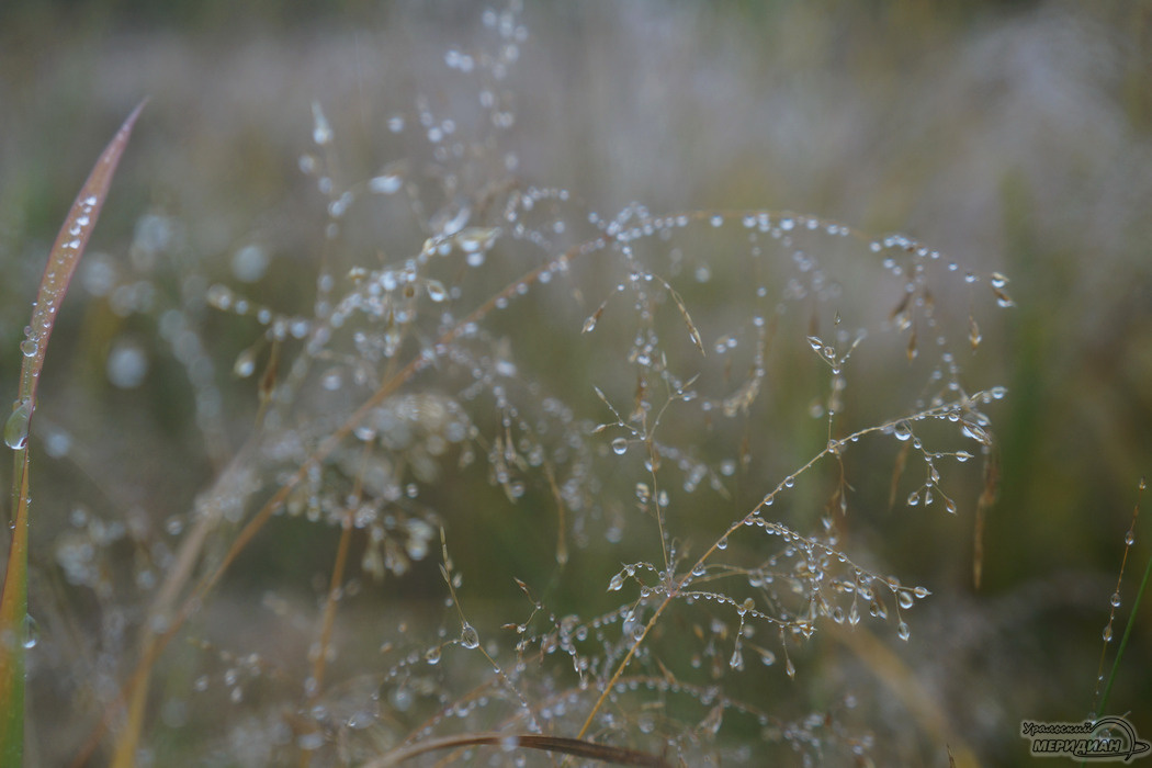    Фото: Гертруда Тиунова © ИА "Уральский меридиан"